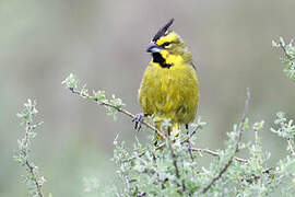 Yellow Cardinal