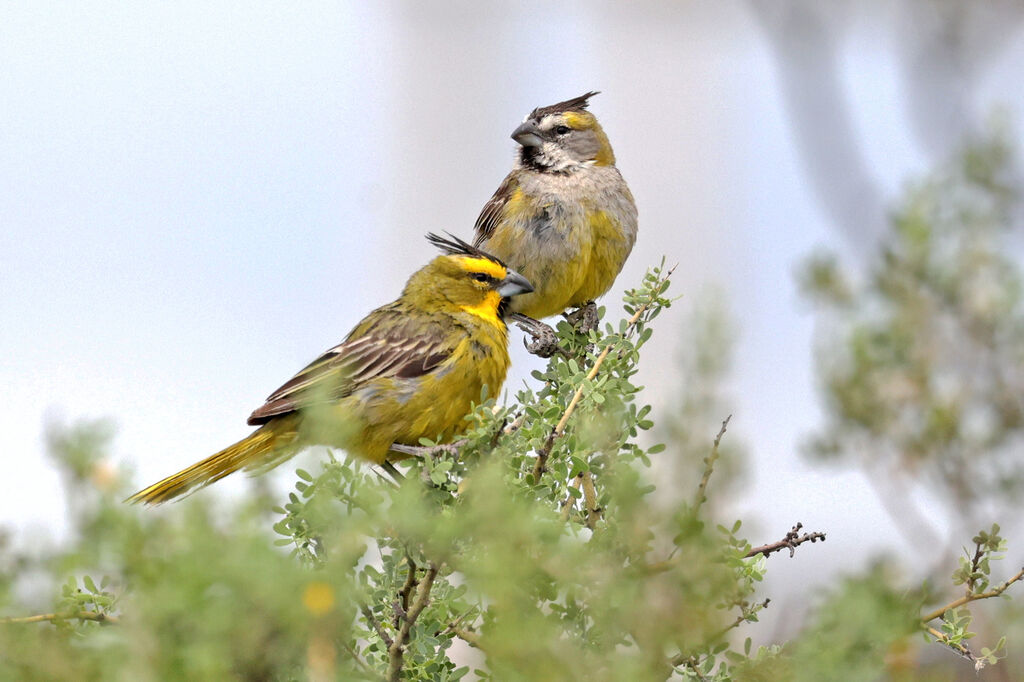 Yellow Cardinaladult