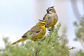 Yellow Cardinal