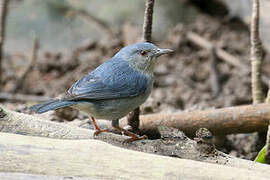 Bicolored Conebill