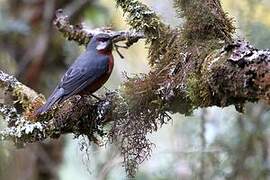 Giant Conebill