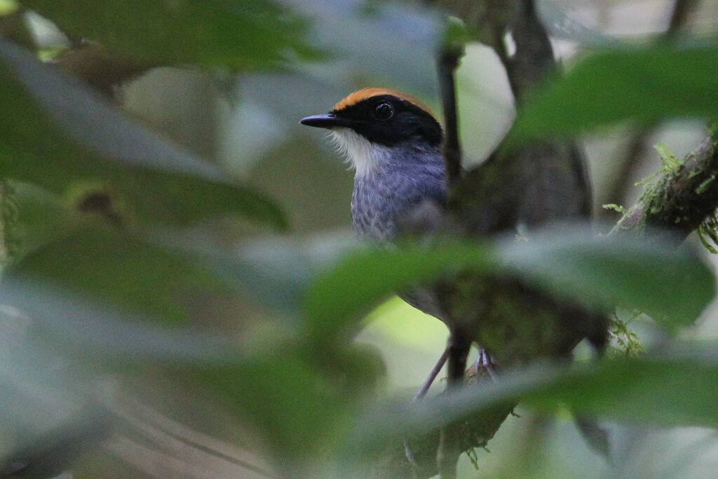 Black-cheeked Gnateater male adult