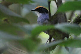 Black-cheeked Gnateater