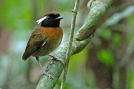 Chestnut-belted Gnateater