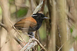 Hooded Gnateater