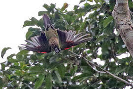 Black-capped Parakeet