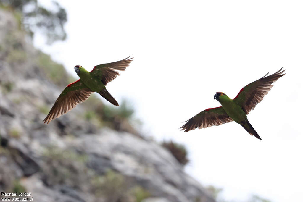 Maroon-fronted Parrot