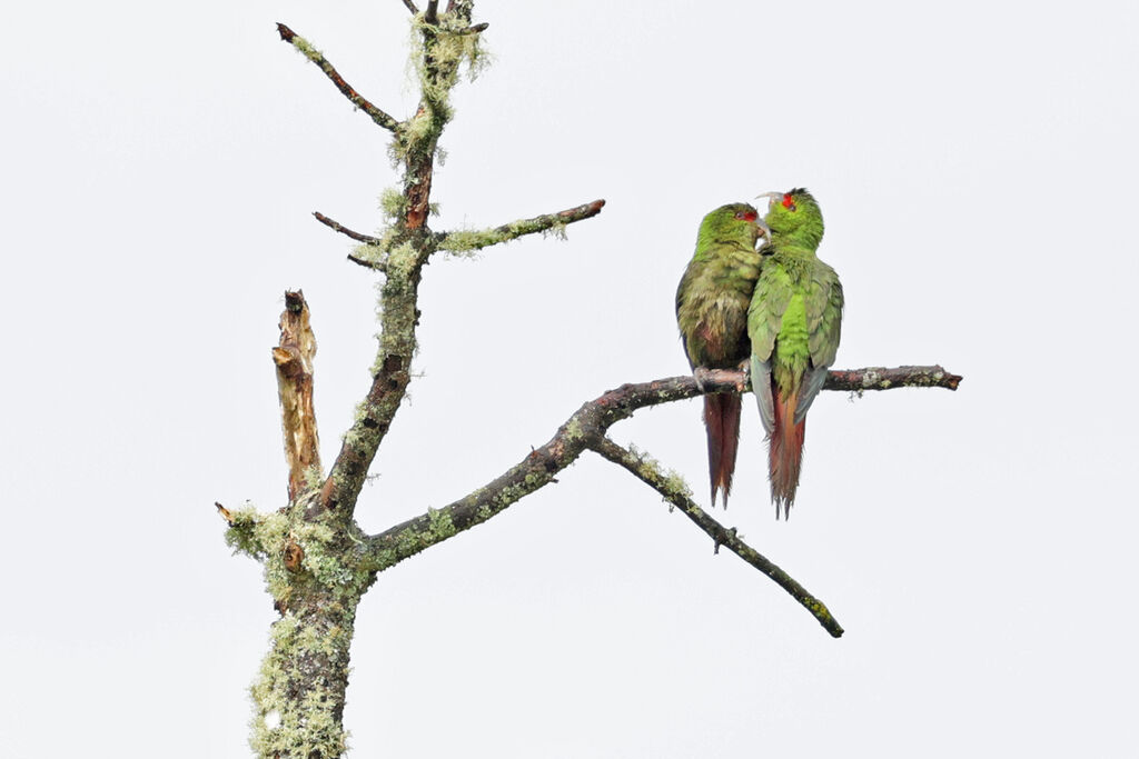 Slender-billed Parakeetadult