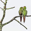 Conure à long bec