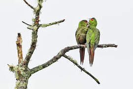 Slender-billed Parakeet