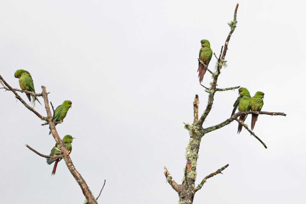 Slender-billed Parakeet