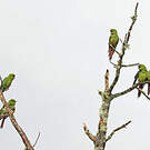 Conure à long bec