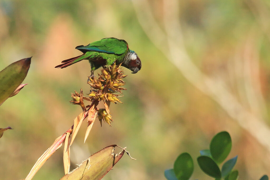 Conure à poitrine grise