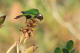 Grey-breasted Parakeet