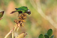 Conure à poitrine grise