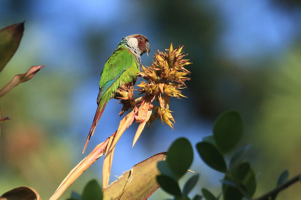 Conure à poitrine grise