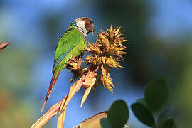 Grey-breasted Parakeet