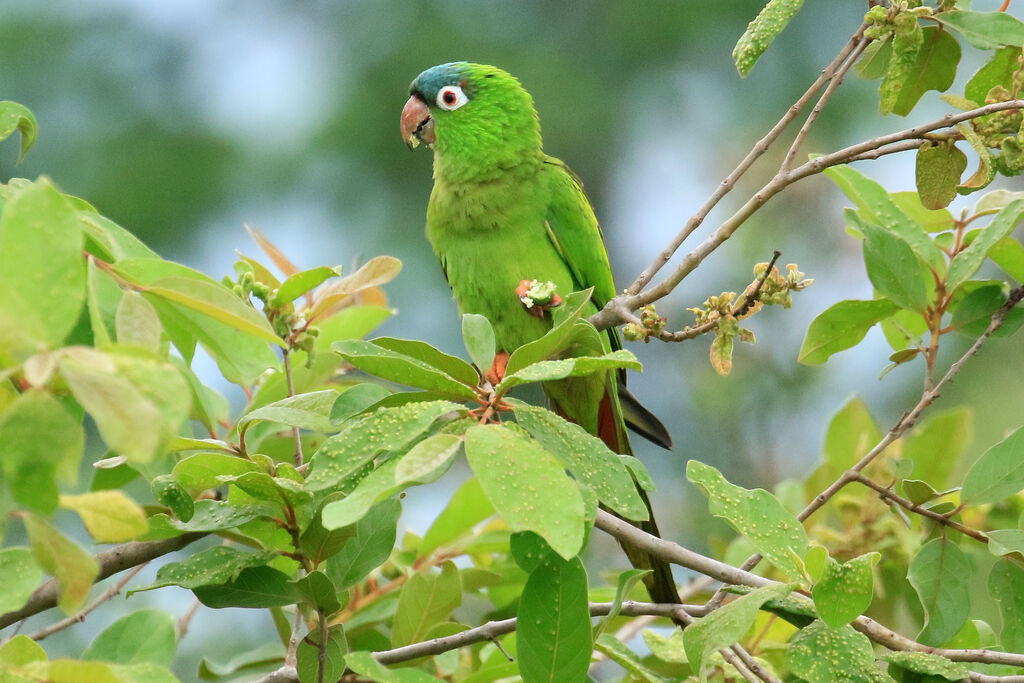 Blue-crowned Parakeetadult