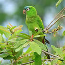 Conure à tête bleue