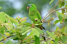 Conure à tête bleue