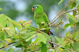 Blue-crowned Parakeet