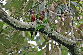 Bonaparte's Parakeet