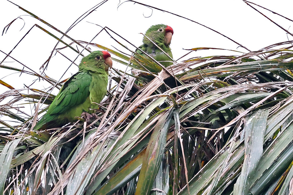 Finsch's Parakeet