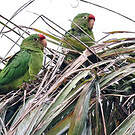 Conure de Finsch