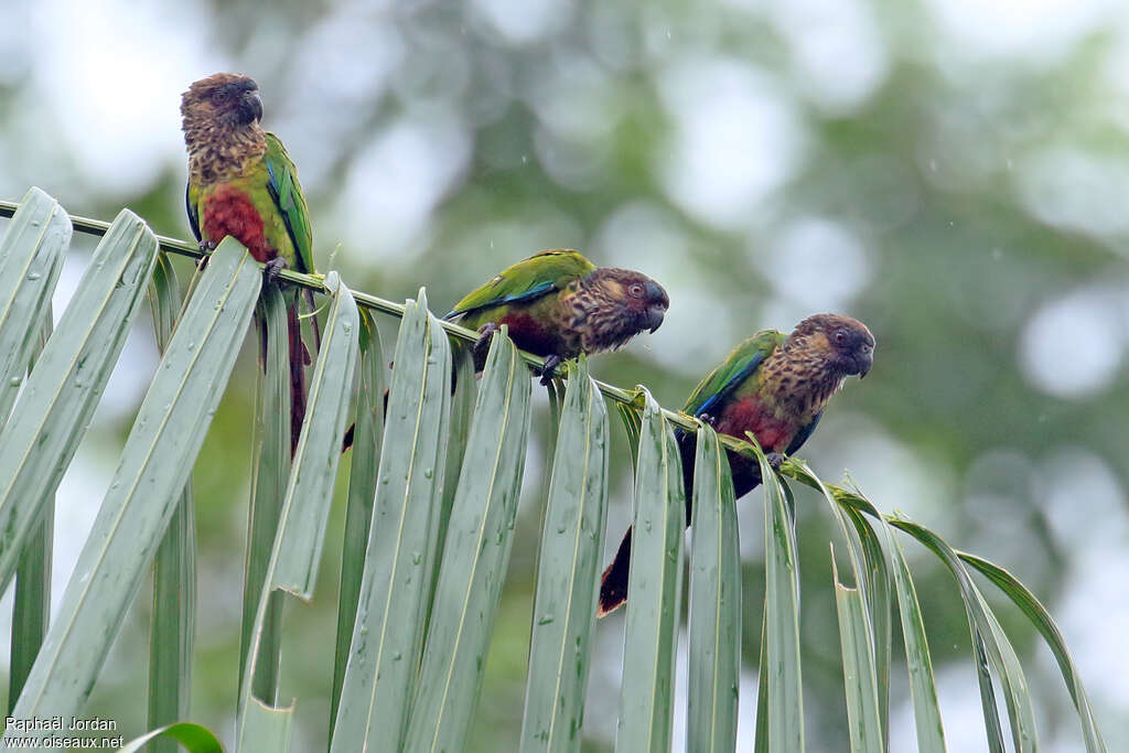 Santarem Parakeetadult