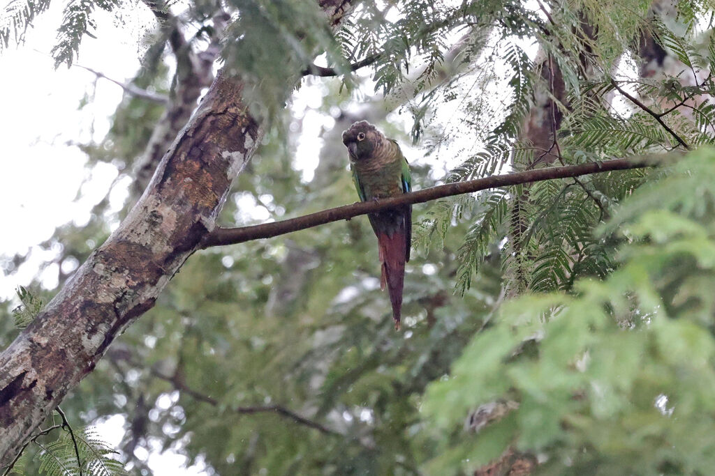 Conure de Molina