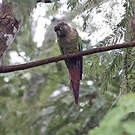 Conure de Molina