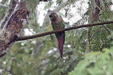 Conure de Molina