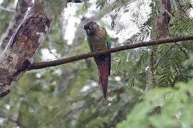 Green-cheeked Parakeet