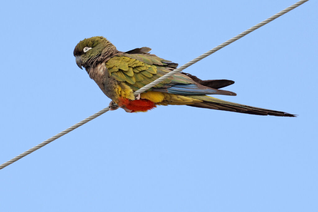 Conure de Patagonieadulte