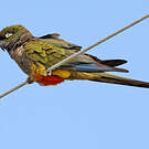 Conure de Patagonie