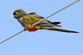 Conure de Patagonie