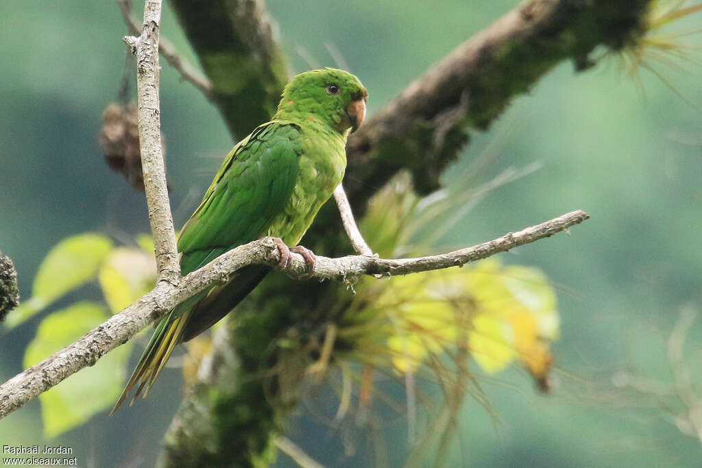 Conure de Ridgway, identification