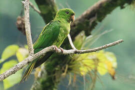 Conure de Ridgway