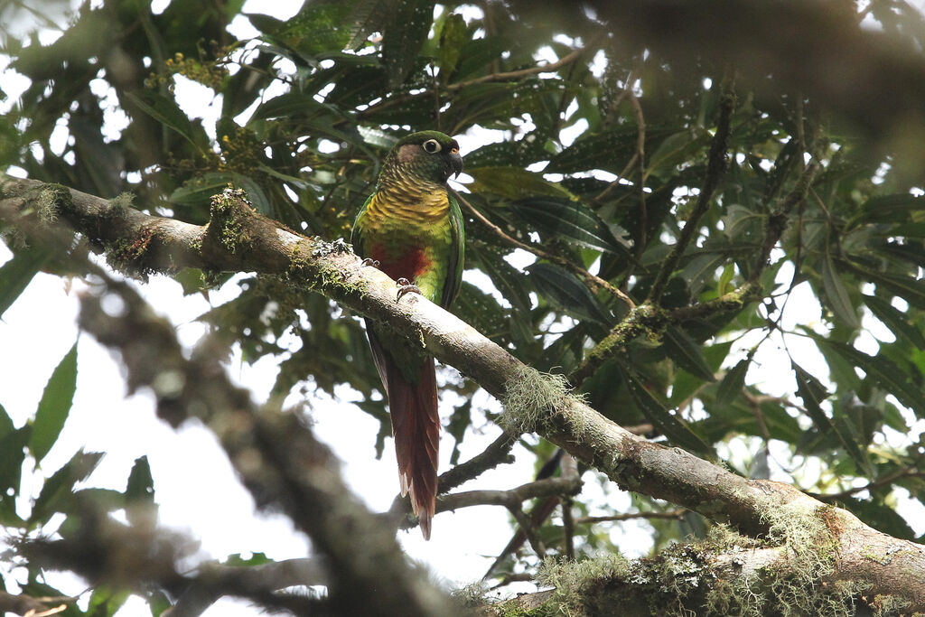 Maroon-bellied Parakeet