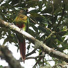 Conure de Vieillot