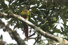 Conure de Vieillot