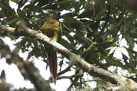 Maroon-bellied Parakeet