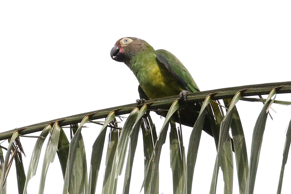 Dusky-headed Parakeetadult