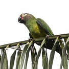 Conure de Weddell