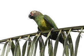 Dusky-headed Parakeet