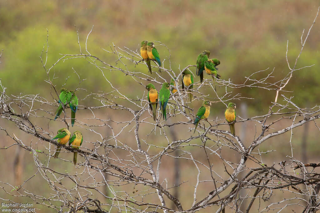 Caatinga Parakeetadult, Behaviour