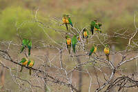 Conure des cactus