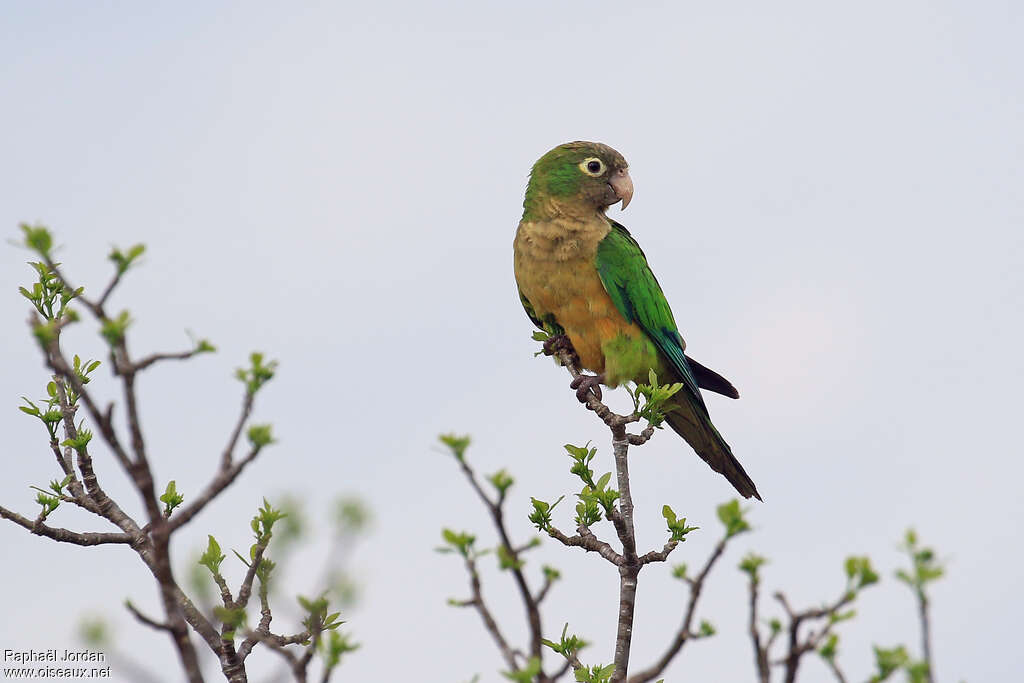 Conure des cactusadulte, identification