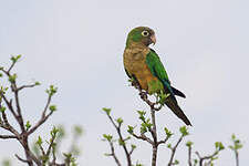 Conure des cactus