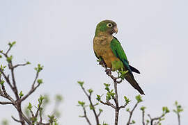 Conure des cactus